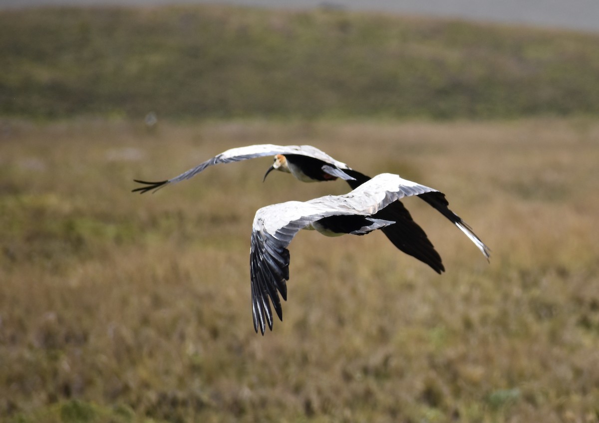 Andean Ibis - Matthew Voelker