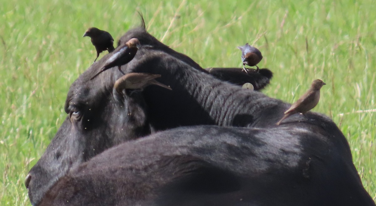 Brown-headed Cowbird - Dave Hawksworth