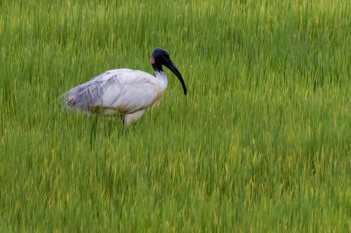 ibis černohlavý - ML618231749