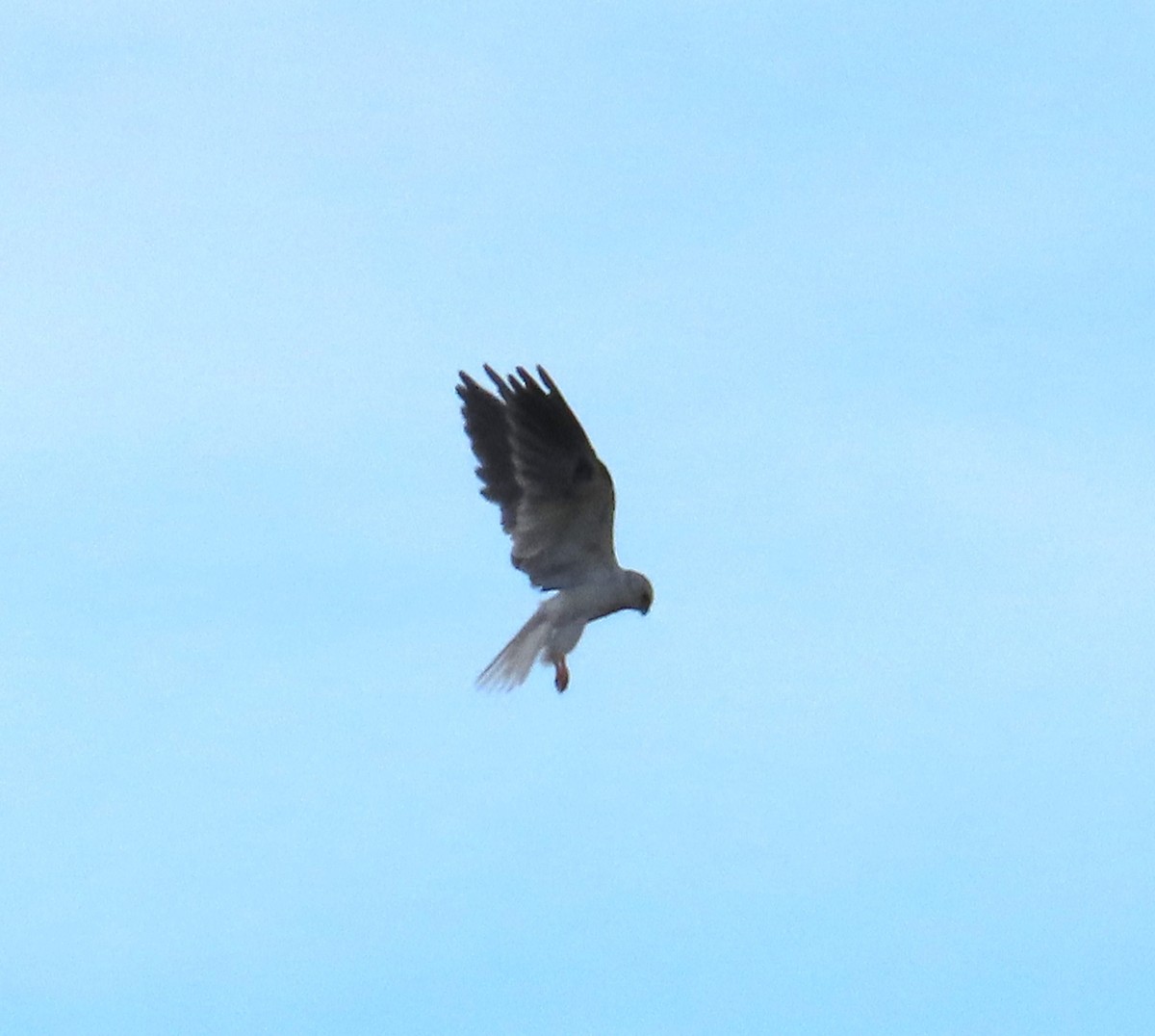 White-tailed Kite - Dave Hawksworth