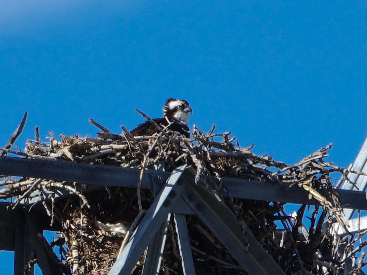 Osprey - Denisette Laf