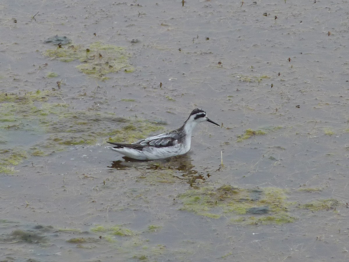 Red-necked Phalarope - ML618231792