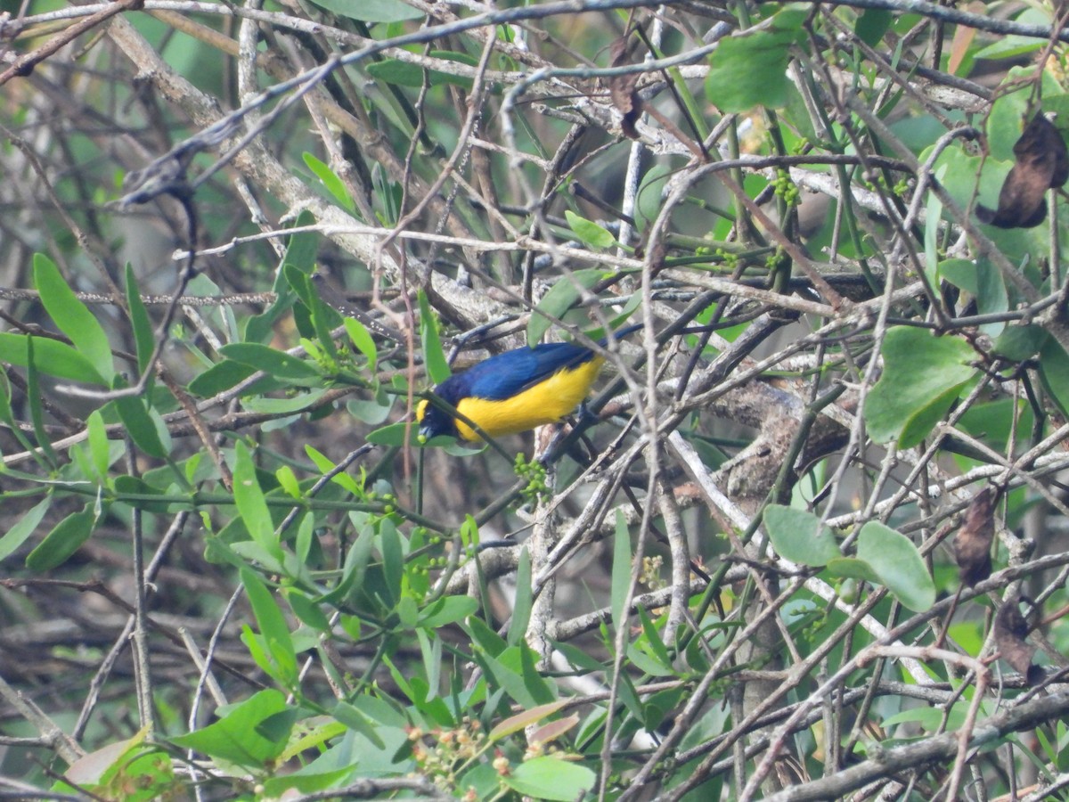 Trinidad Euphonia - ML618231824