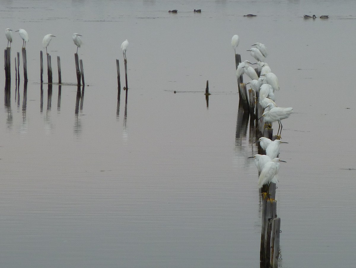 Snowy Egret - Steve Pearl