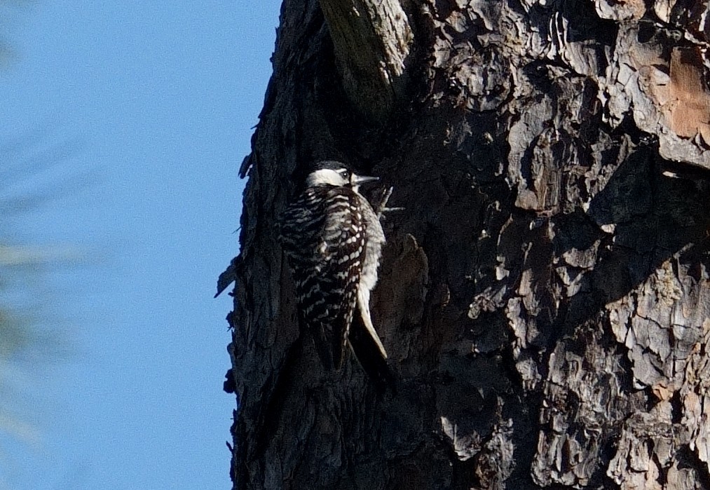 Red-cockaded Woodpecker - Bill Thompson