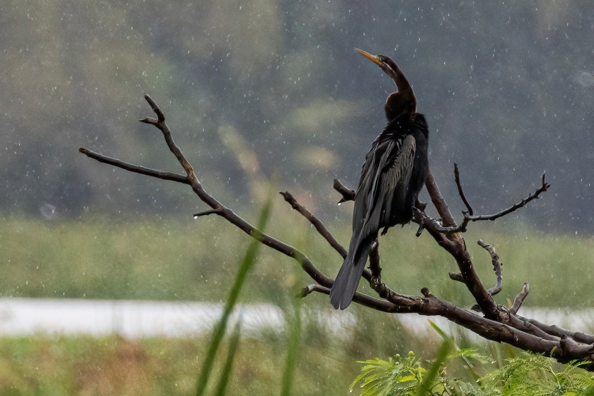 Oriental Darter - ML618231843