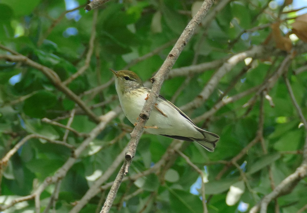 Blackpoll Warbler - Ron Smith