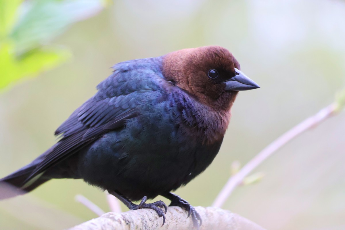 Brown-headed Cowbird - Nicole Short