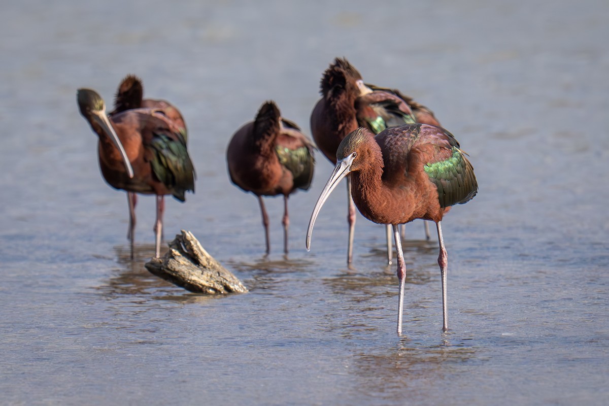 Glossy Ibis - Debbie Tubridy