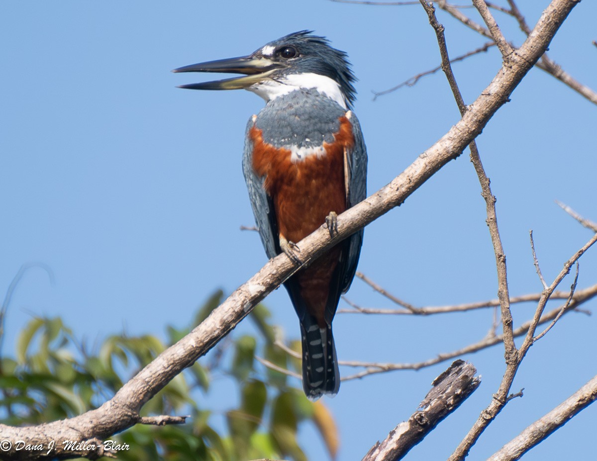 Ringed Kingfisher - Dana Miller-Blair