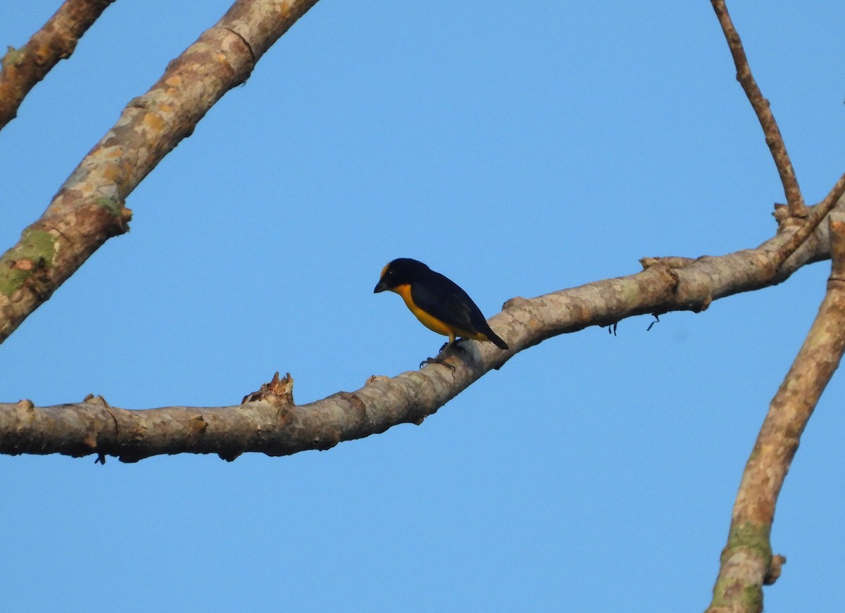 Thick-billed Euphonia - ML618231871