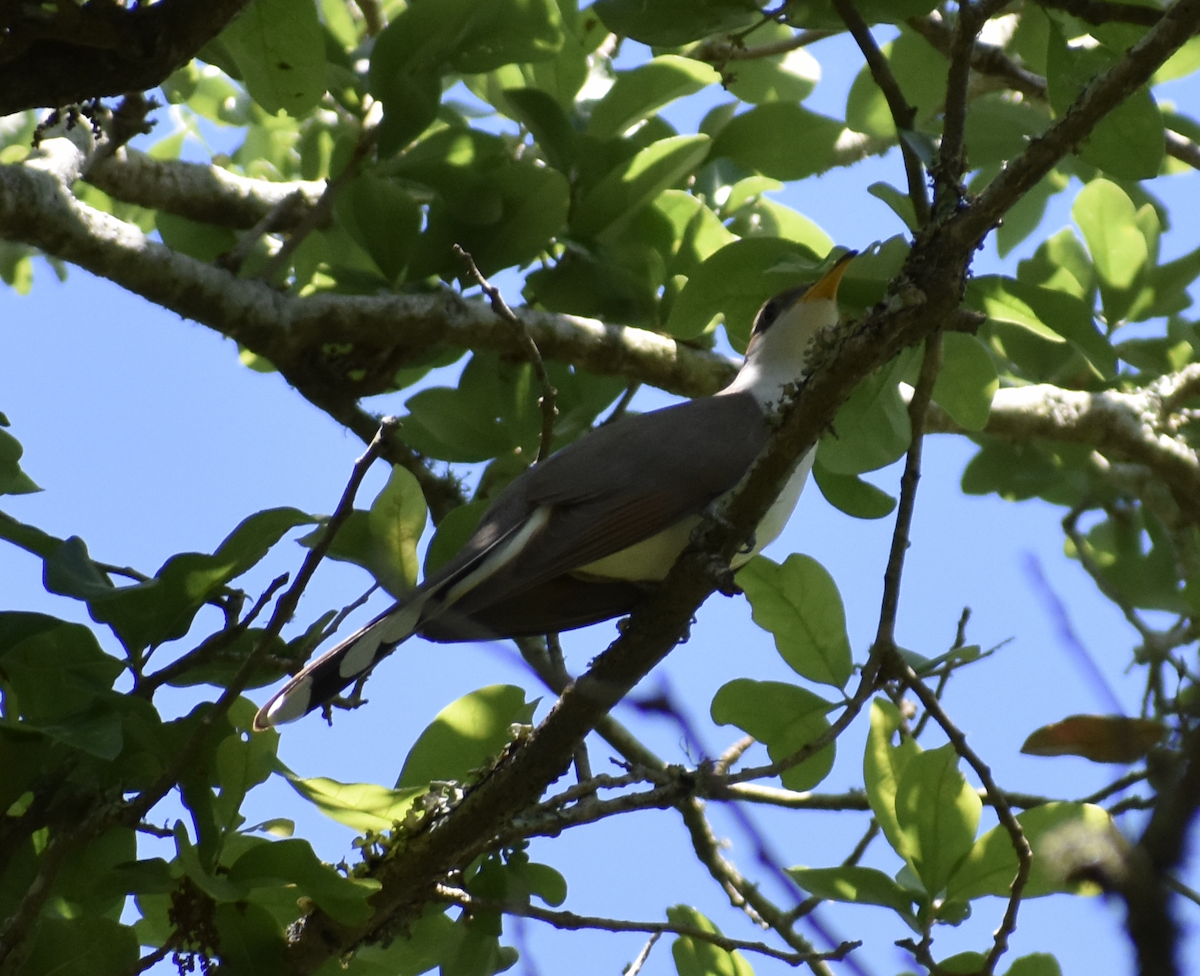 Yellow-billed Cuckoo - ML618231880