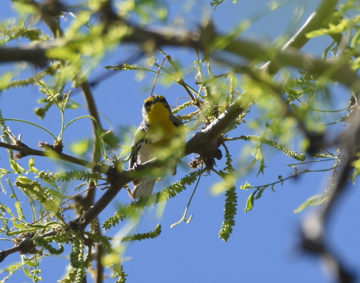 Grace's Warbler - ML618231882