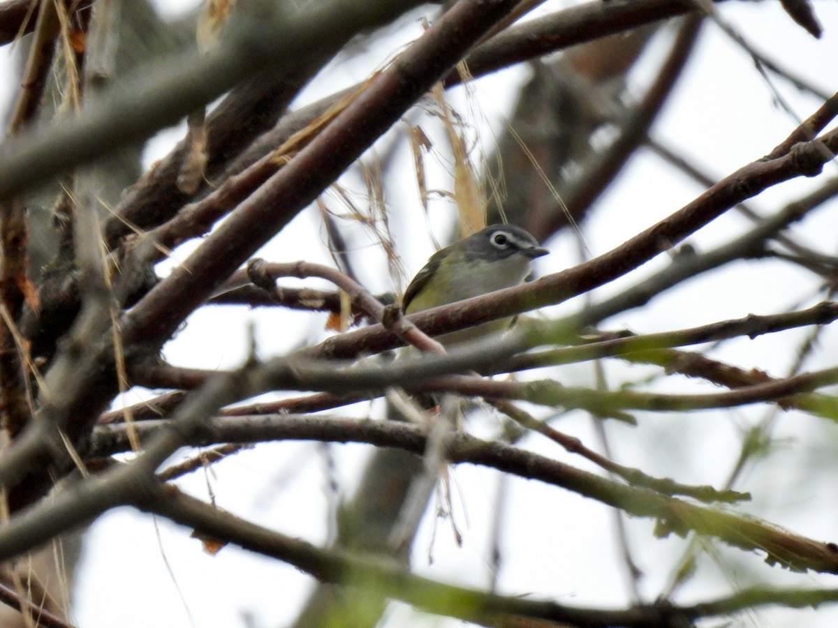 Blue-headed Vireo - Kris Ito