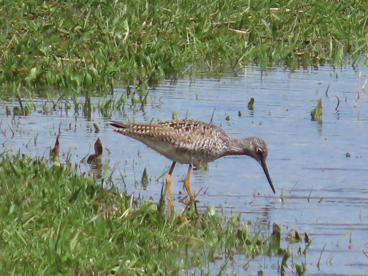 Greater Yellowlegs - MaryJo MacGowan