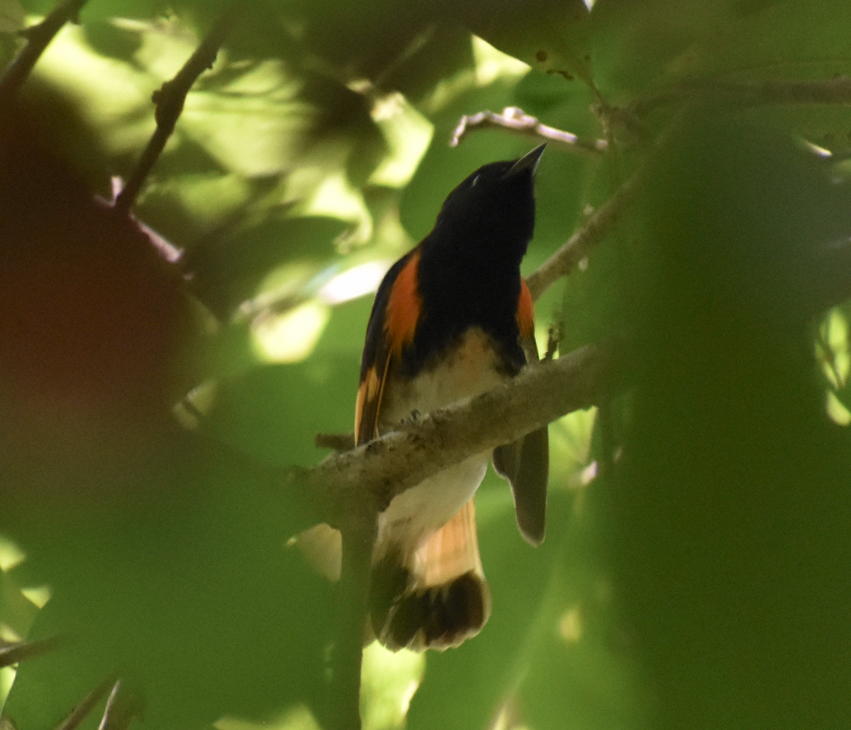 American Redstart - ML618231921