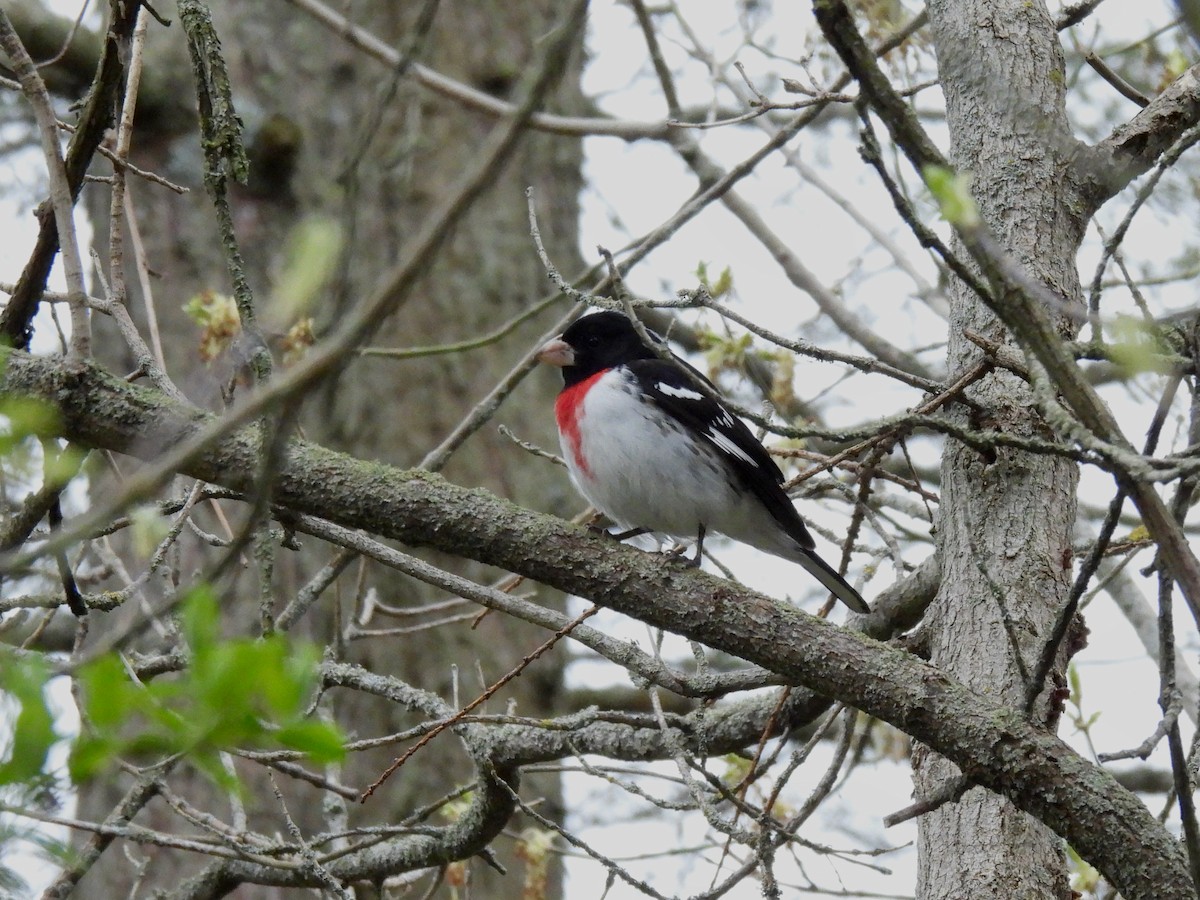 Rose-breasted Grosbeak - Kris Ito