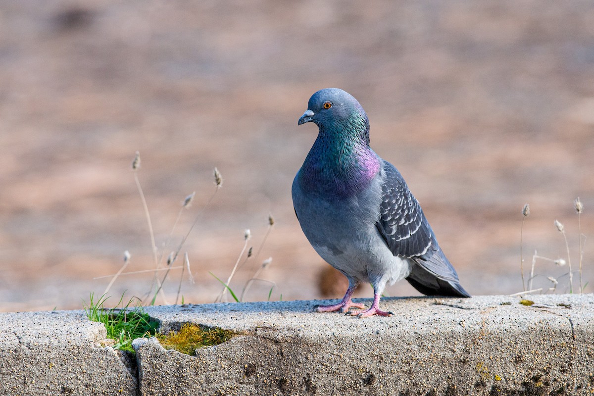 Rock Pigeon (Feral Pigeon) - Rodolfo Ramírez