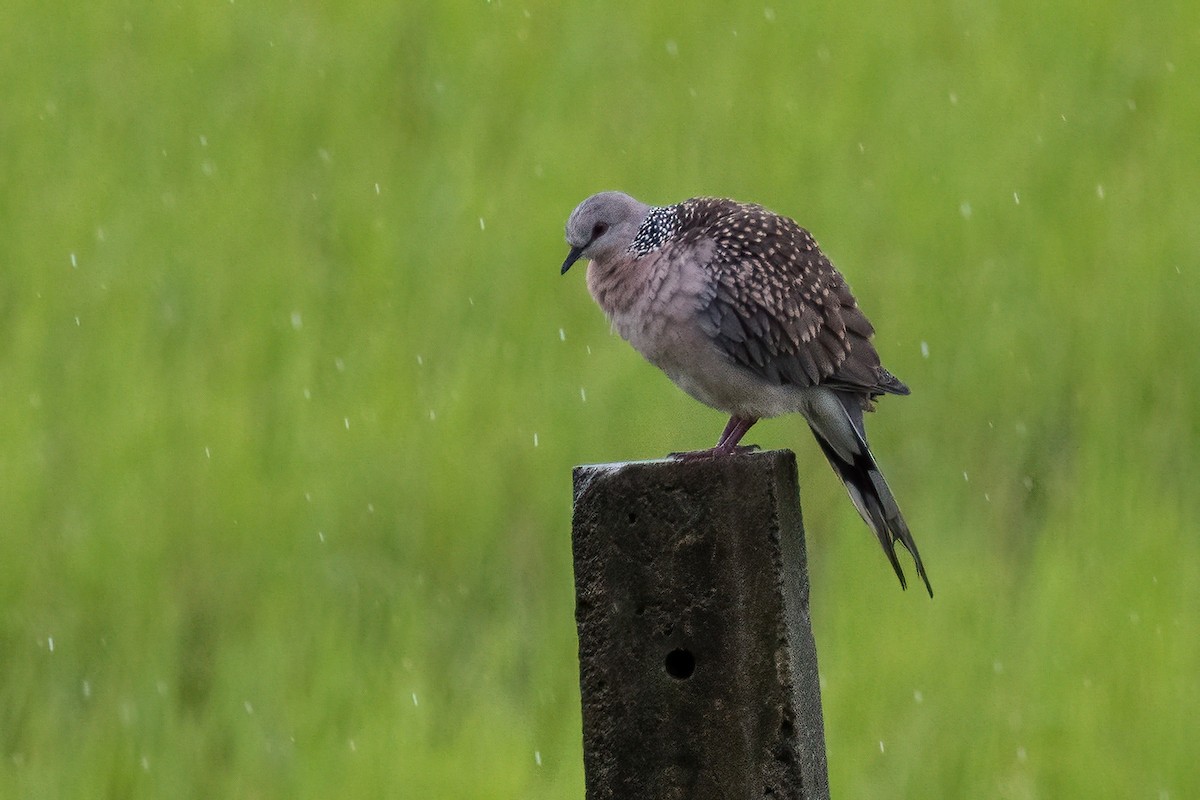 Spotted Dove - Shaqayeq Vahshi