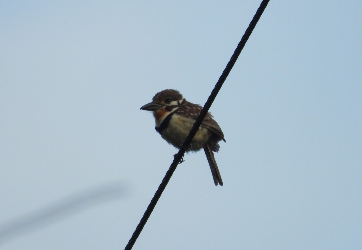 Russet-throated Puffbird - ML618231939