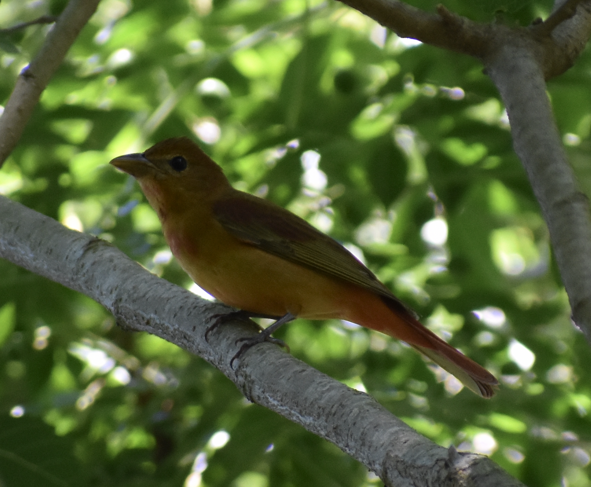 Summer Tanager - ML618231960