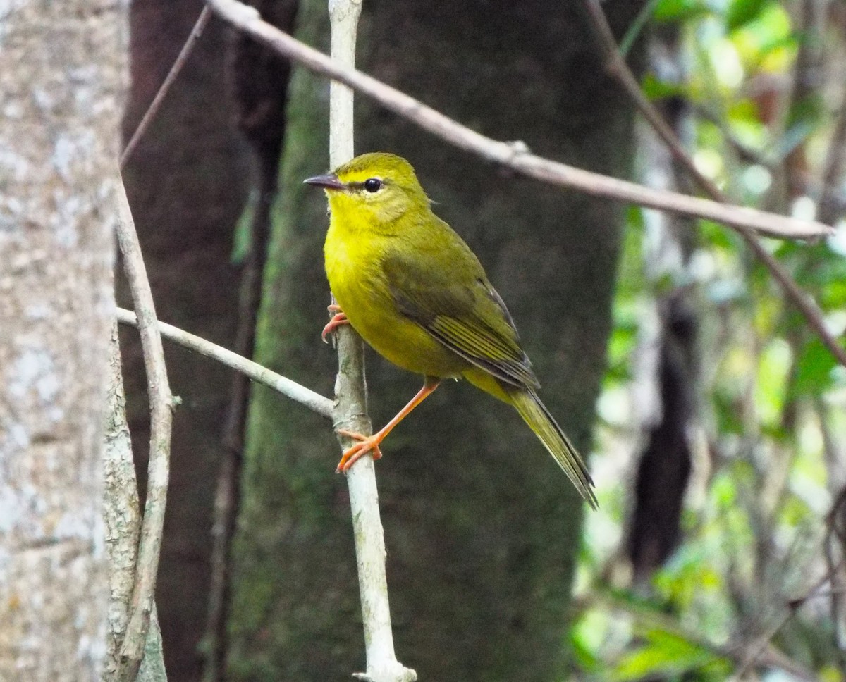 Flavescent Warbler - ML618231965