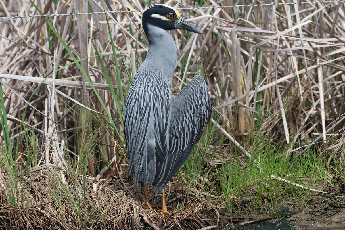 Yellow-crowned Night Heron - John Drummond