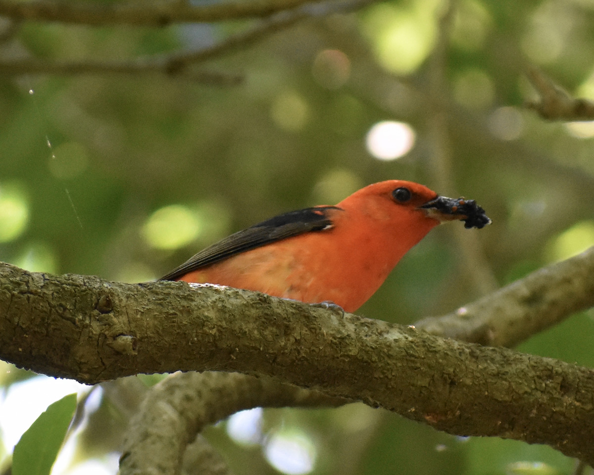 Scarlet Tanager - ML618231974