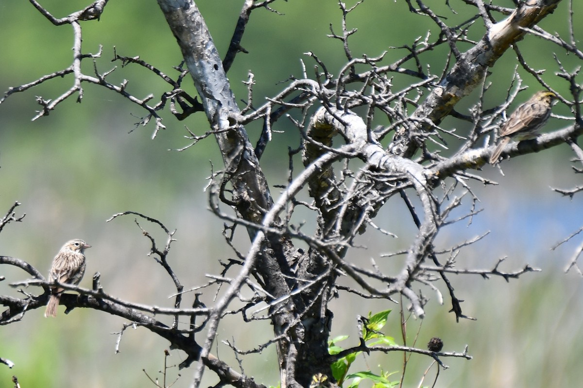 Savannah Sparrow - Carmen Ricer