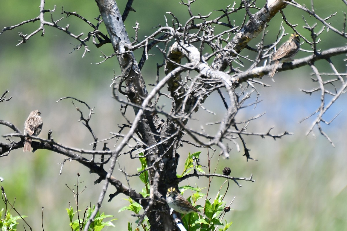 Savannah Sparrow - Carmen Ricer