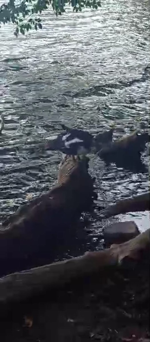 Muscovy Duck - CAITLIN CHEW