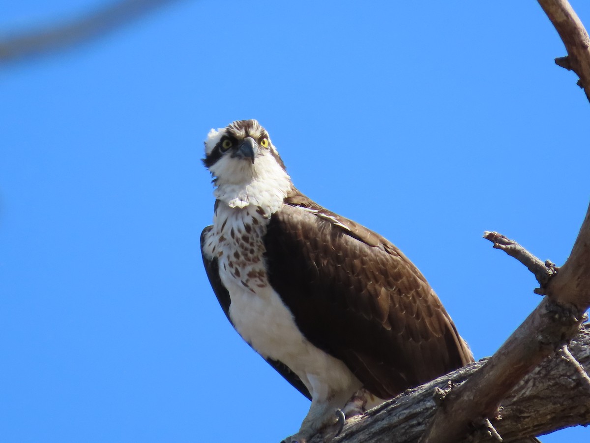 Osprey - MaryJo MacGowan