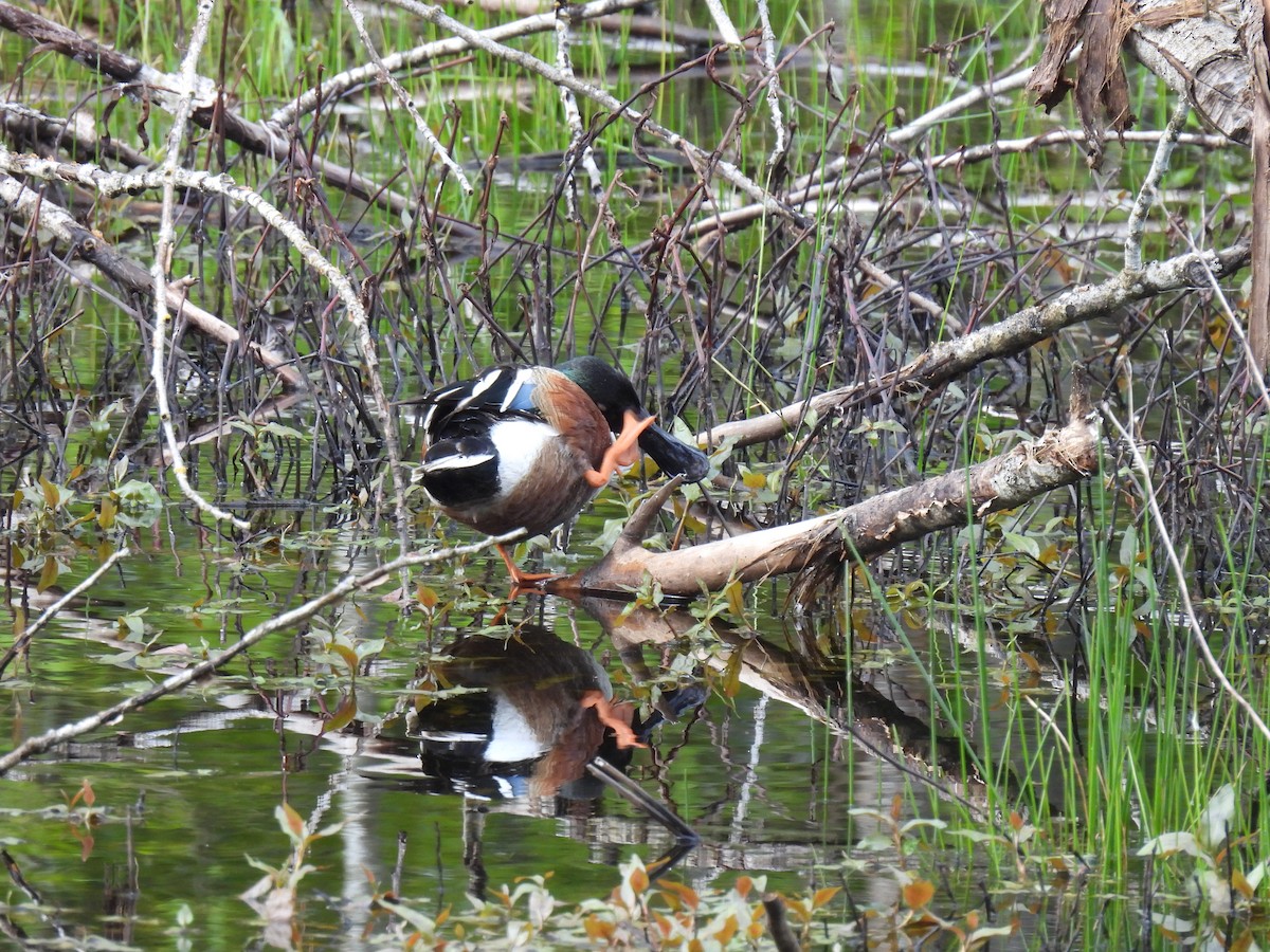 Northern Shoveler - Jeff Hambleton