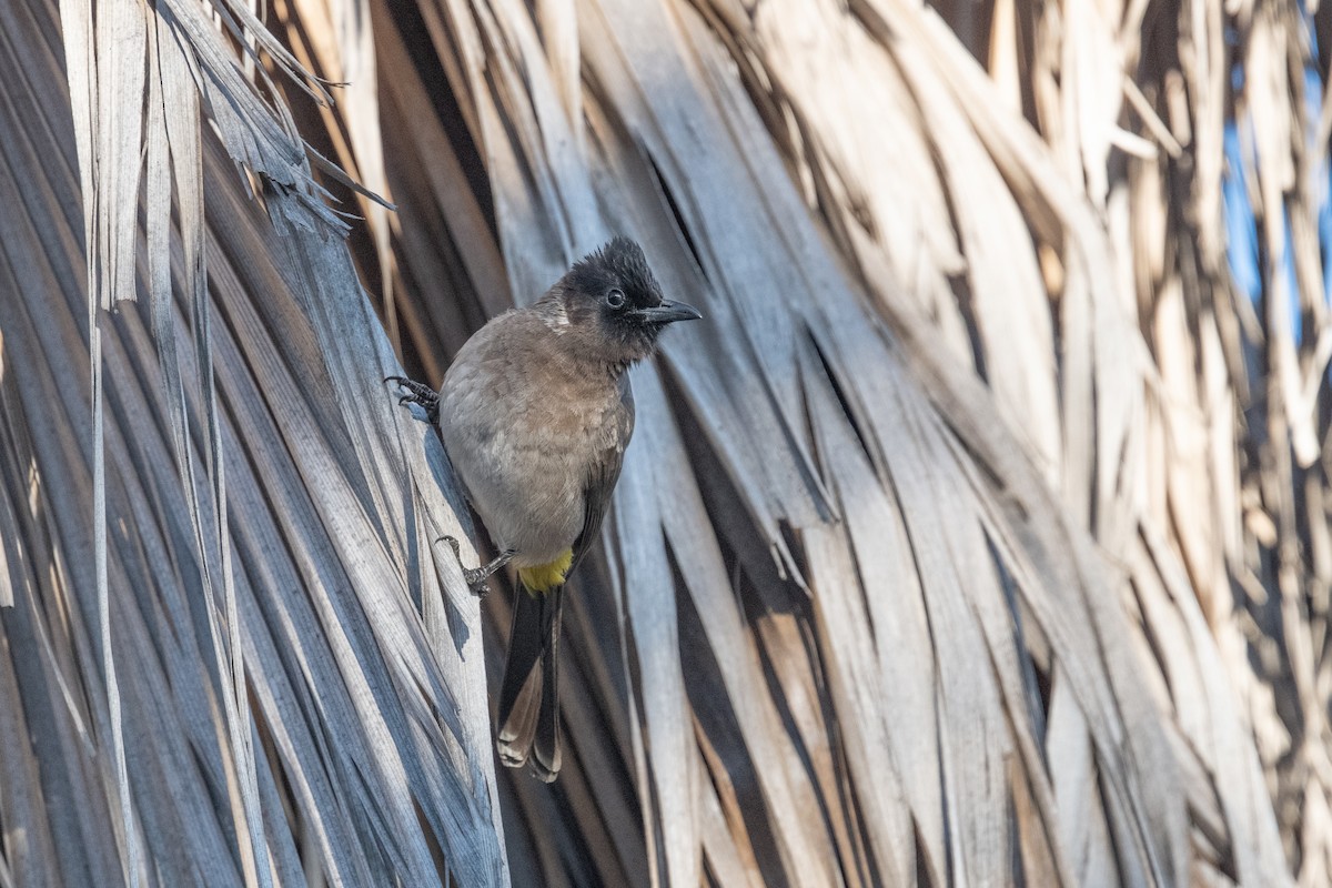 Common Bulbul - Ross Bartholomew