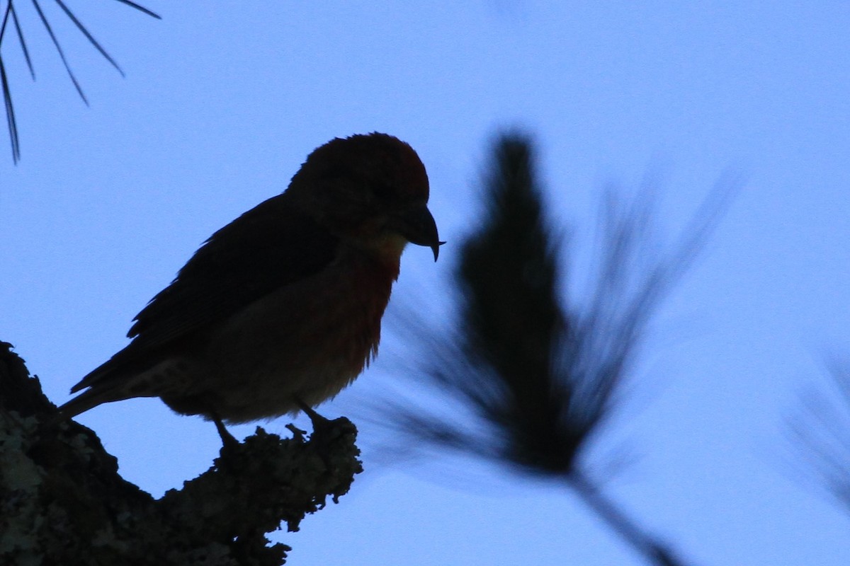 Red Crossbill - Kent Forward