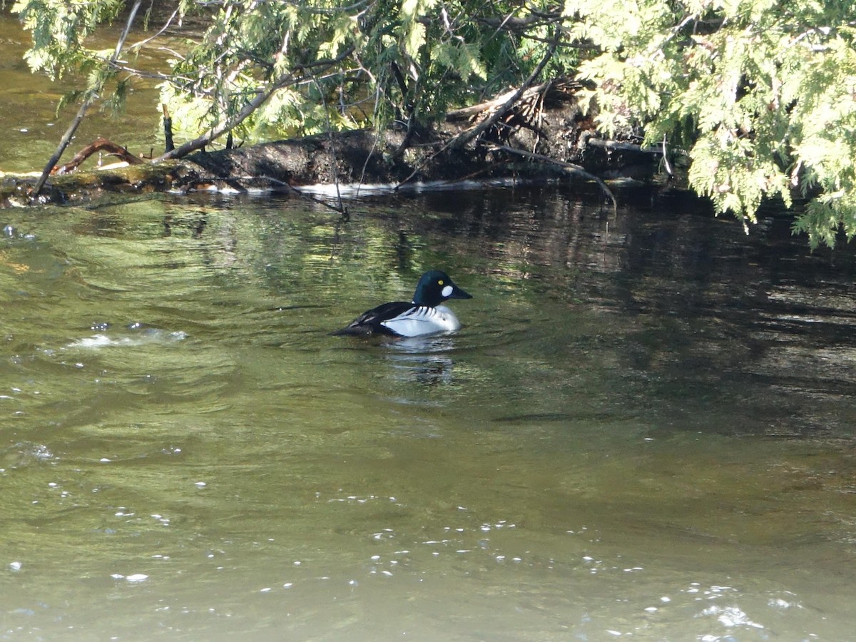 Common Goldeneye - Denisette Laf