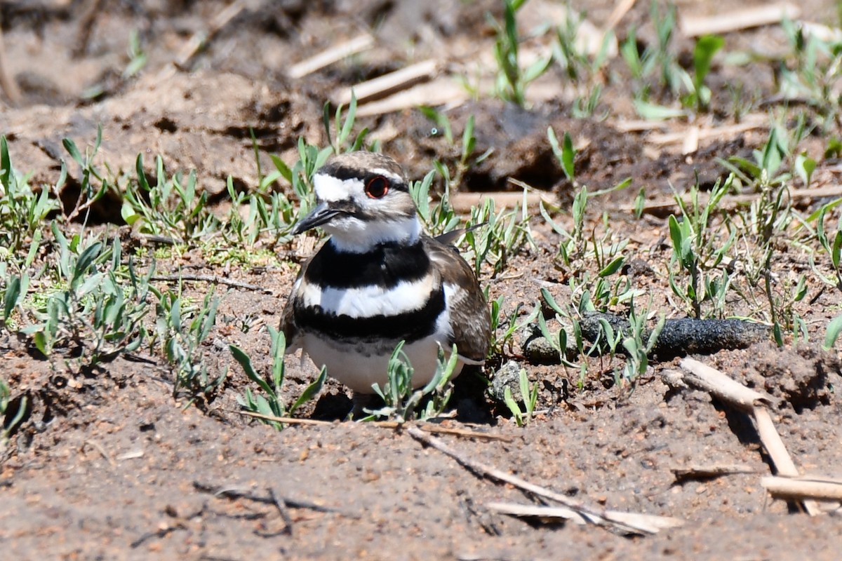 Killdeer - Carmen Ricer