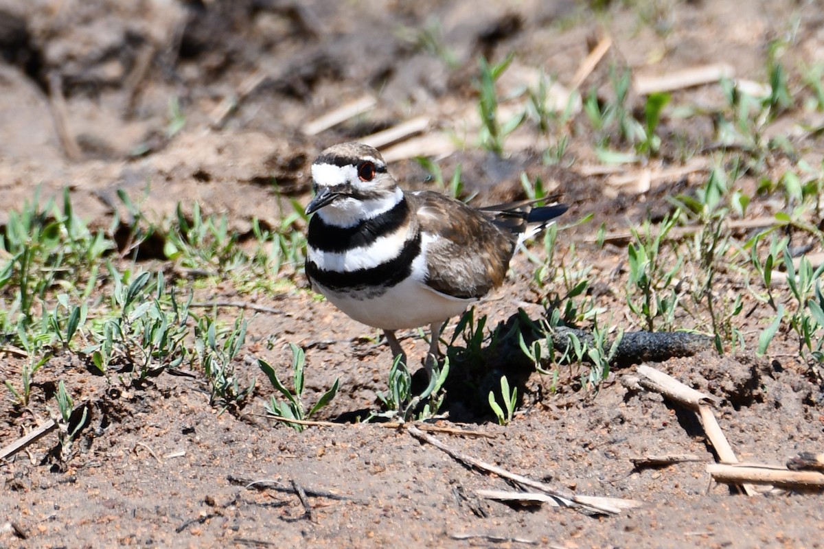 Killdeer - Carmen Ricer