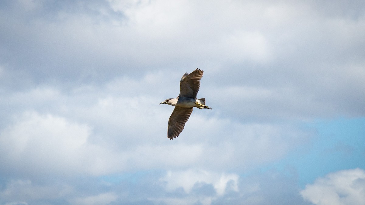 Black-crowned Night Heron - ML618232129