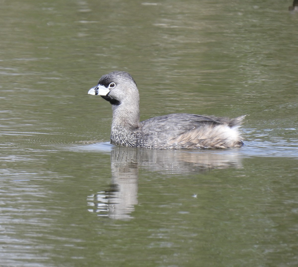 Pied-billed Grebe - Jeff Hambleton