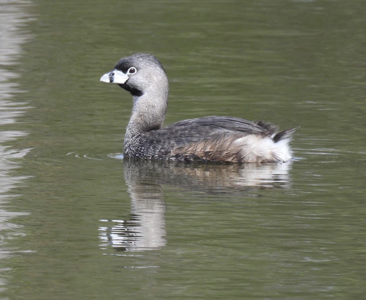 Pied-billed Grebe - ML618232136