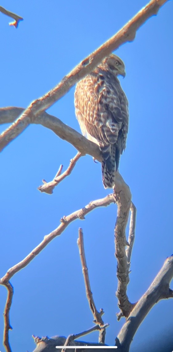 Red-shouldered Hawk - Rachel De Jesus