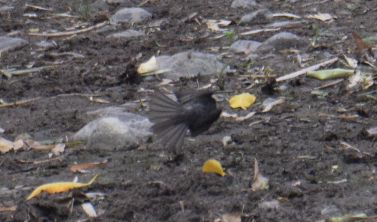 Black Phoebe - Nestor Herrera