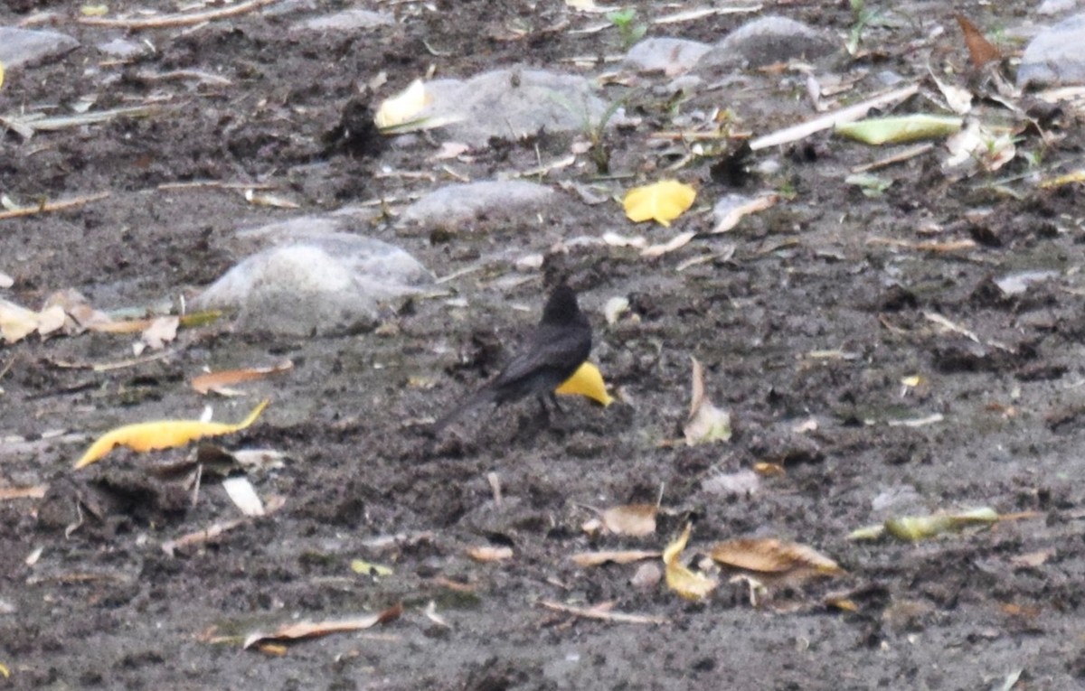 Black Phoebe - Nestor Herrera