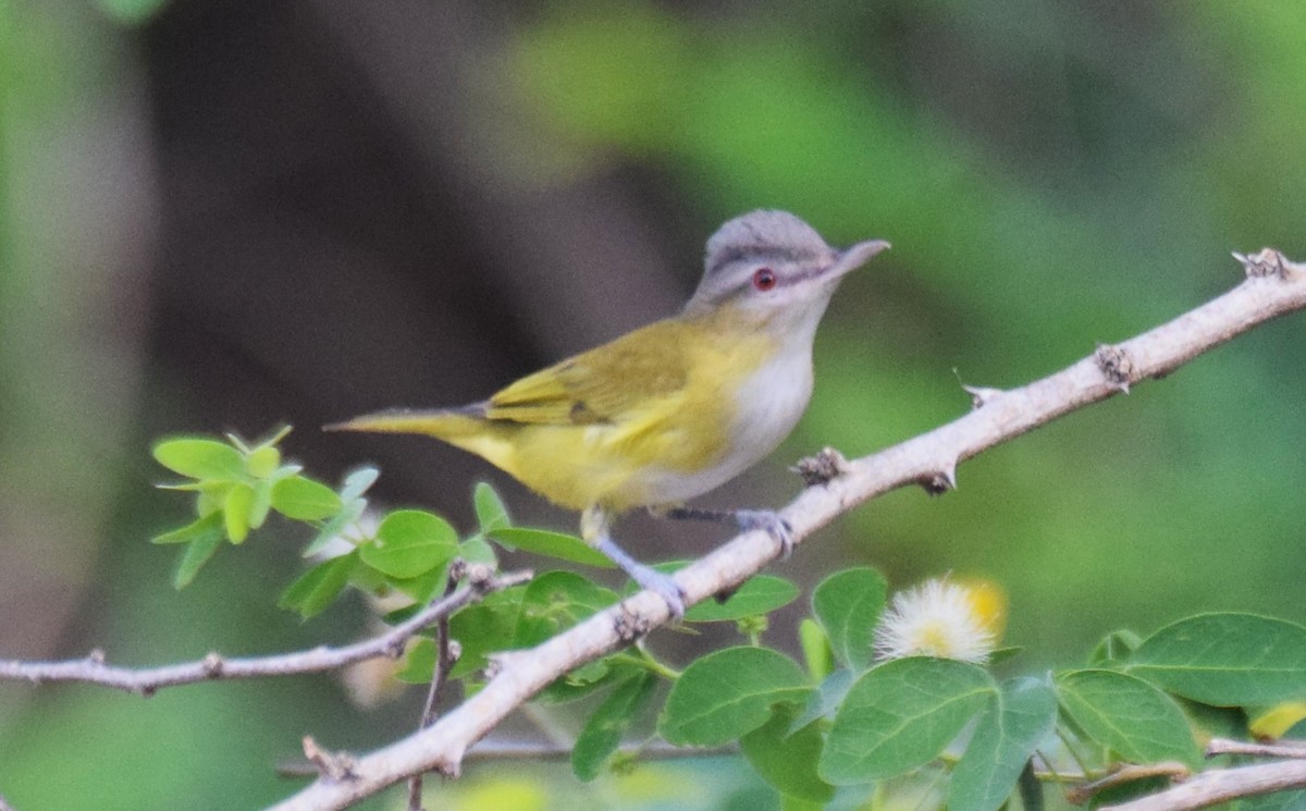 Red-eyed Vireo - Nestor Herrera