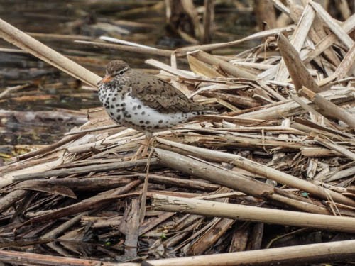 Spotted Sandpiper - Julie Perrin