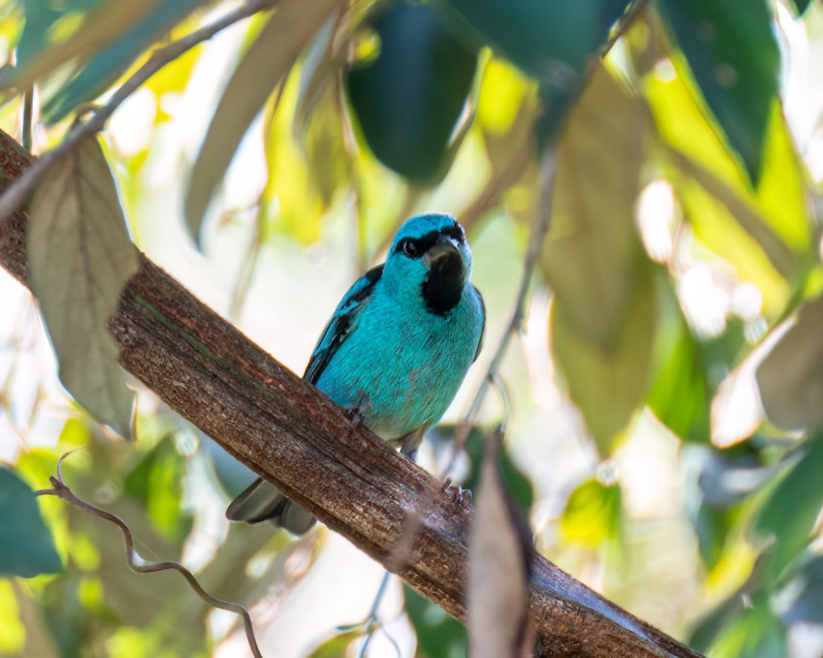 Blue Dacnis - Victor Pássaro