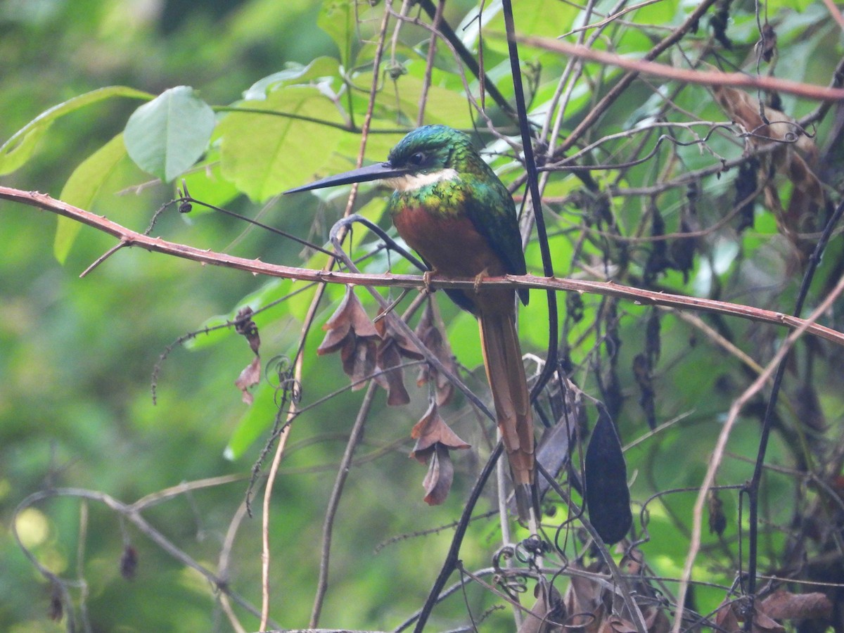 Jacamar à queue rousse - ML618232188