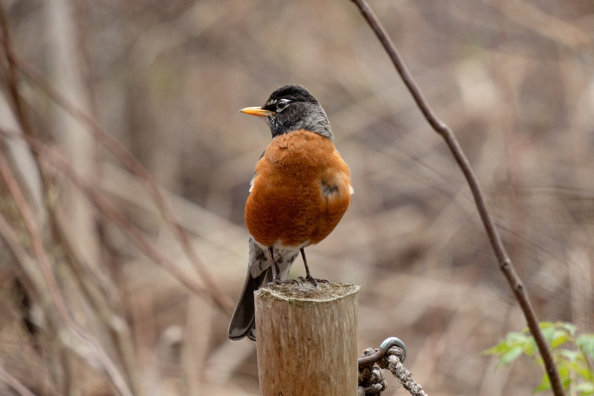 American Robin - ML618232198