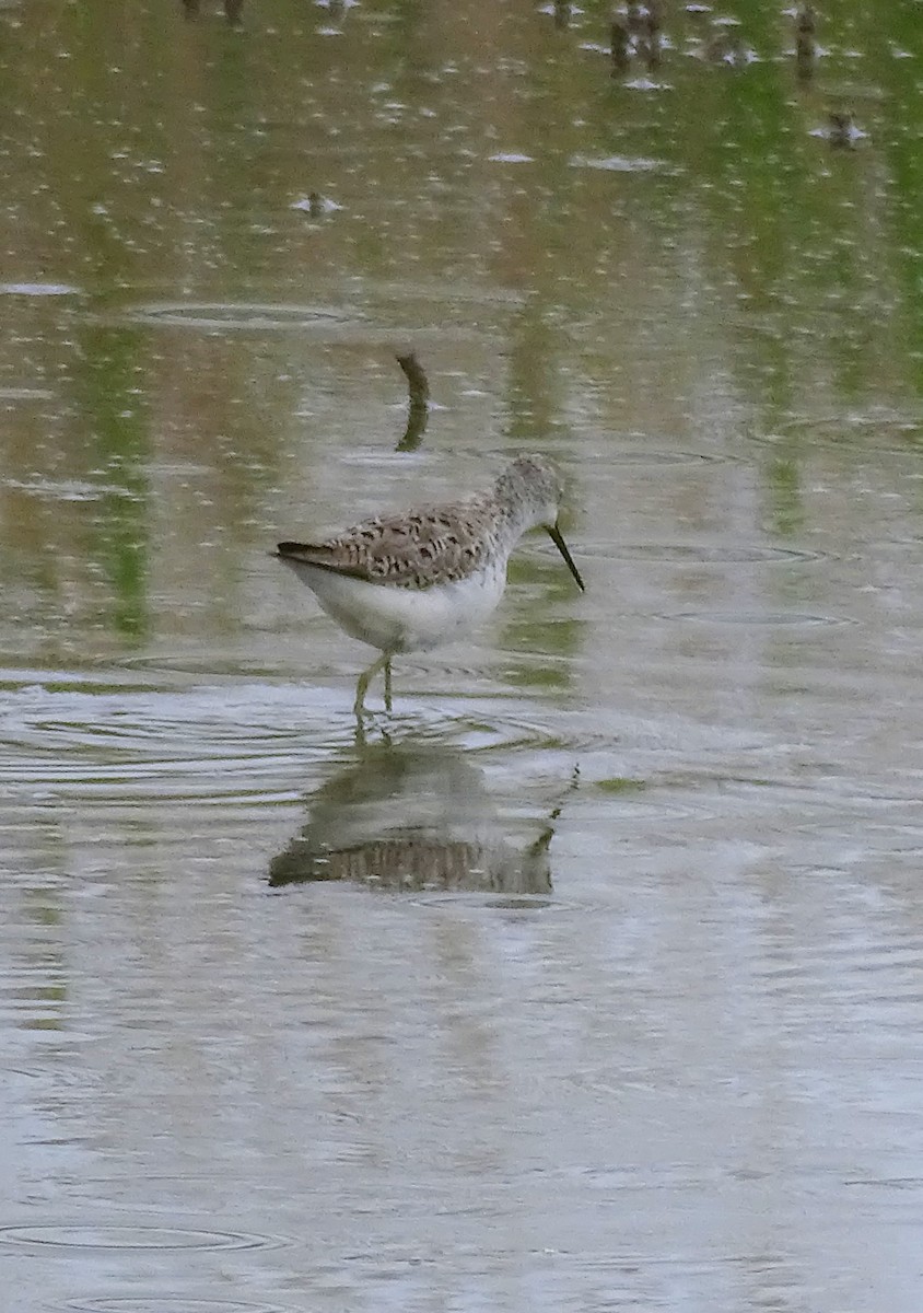 Marsh Sandpiper - Ángel Bereje Guidault